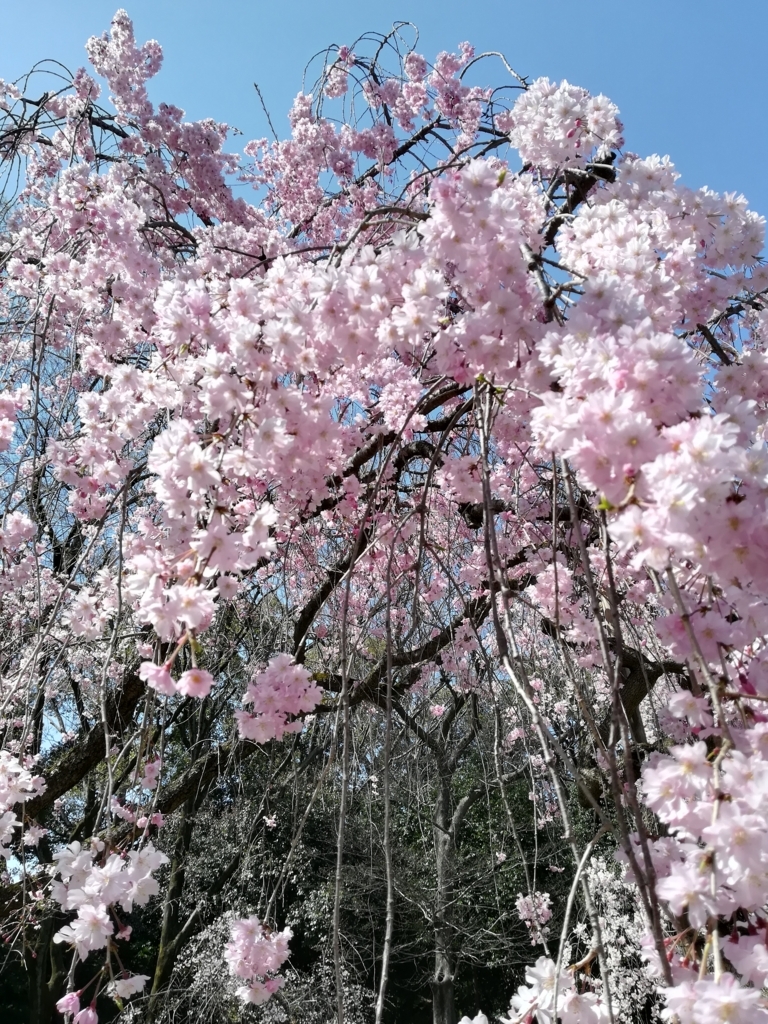f:id:Windnap:20180331160009j:plain f:id:Windnap:20180331160009j:plain