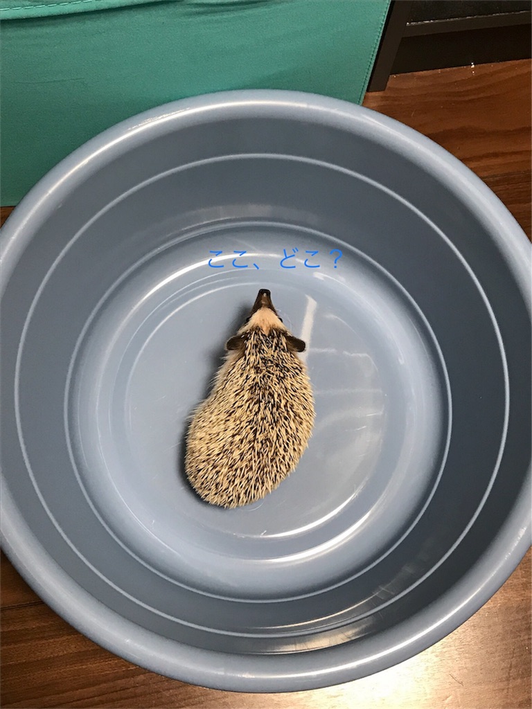 f:id:Winniemom:20180606175210j:image f:id:Winniemom:20180606175210j:image