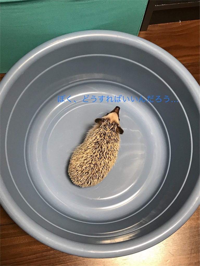 f:id:Winniemom:20180606175239j:image f:id:Winniemom:20180606175239j:image