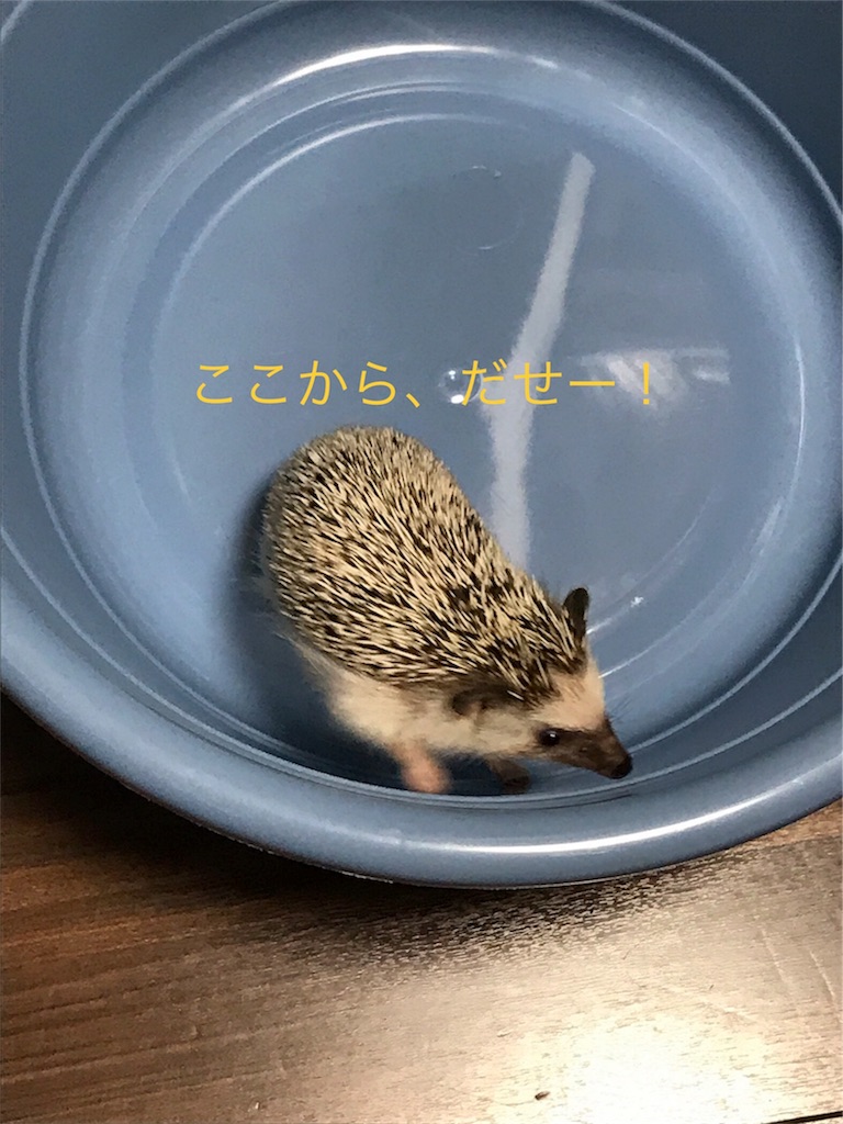 f:id:Winniemom:20180606175418j:image f:id:Winniemom:20180606175418j:image