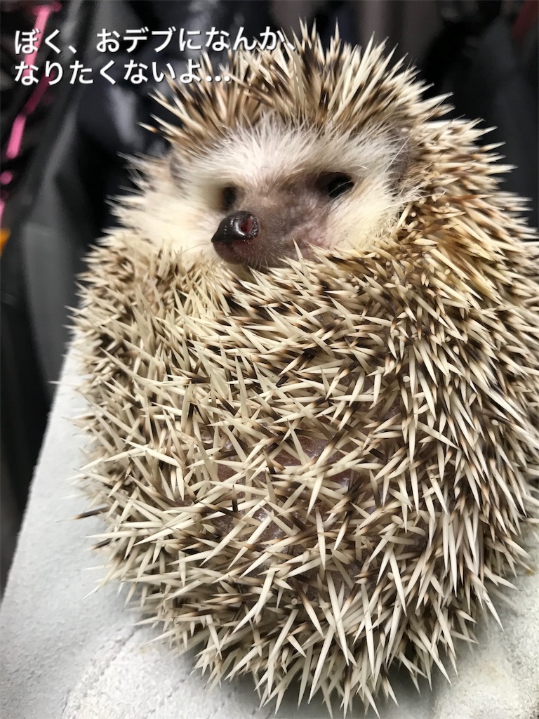 f:id:Winniemom:20190411175400j:image f:id:Winniemom:20190411175400j:image