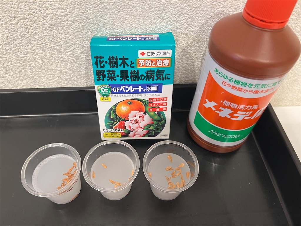 2025年5〜6月採取種子 パキポディウム ウィンゾリー 種子 10粒 国内実生 2025年5〜6月採取種子 パキポディウム ウィンゾリー 種子 10粒