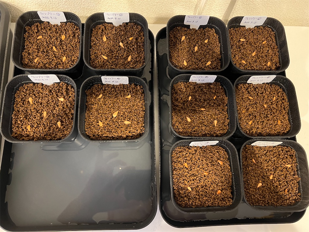 パキポディウム　ウィンゾリー　種子　7月採取　10粒 自家採取】 発芽確認 10粒 パキポディウム ウィンゾリー 25年7月末採取