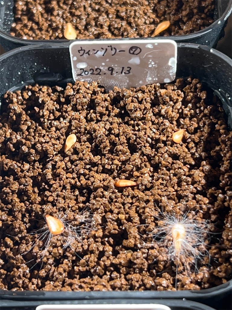 まとめ】パキポディウム・ウィンゾリーの実生記録・育て方【種まき