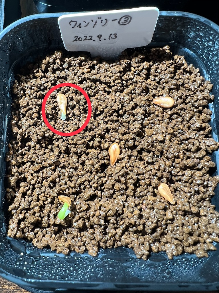 まとめ】パキポディウム・ウィンゾリーの実生記録・育て方【種まき