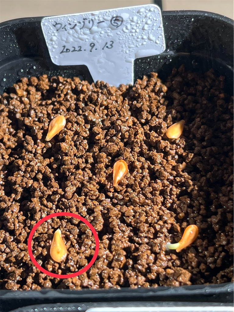 まとめ】パキポディウム・ウィンゾリーの実生記録・育て方【種まき