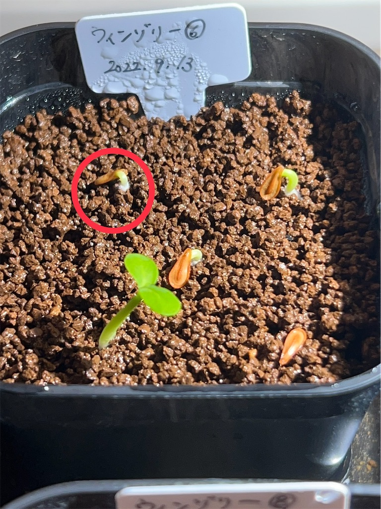 まとめ】パキポディウム・ウィンゾリーの実生記録・育て方【種まき