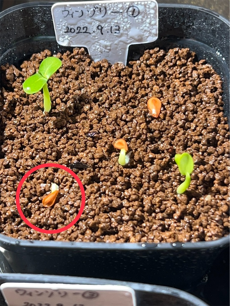 国内実生　パキポディウムウィンゾリー　国内播種　5年目 国内実生株 パキポディウム ウィンゾリー ⑤ 003極上良型