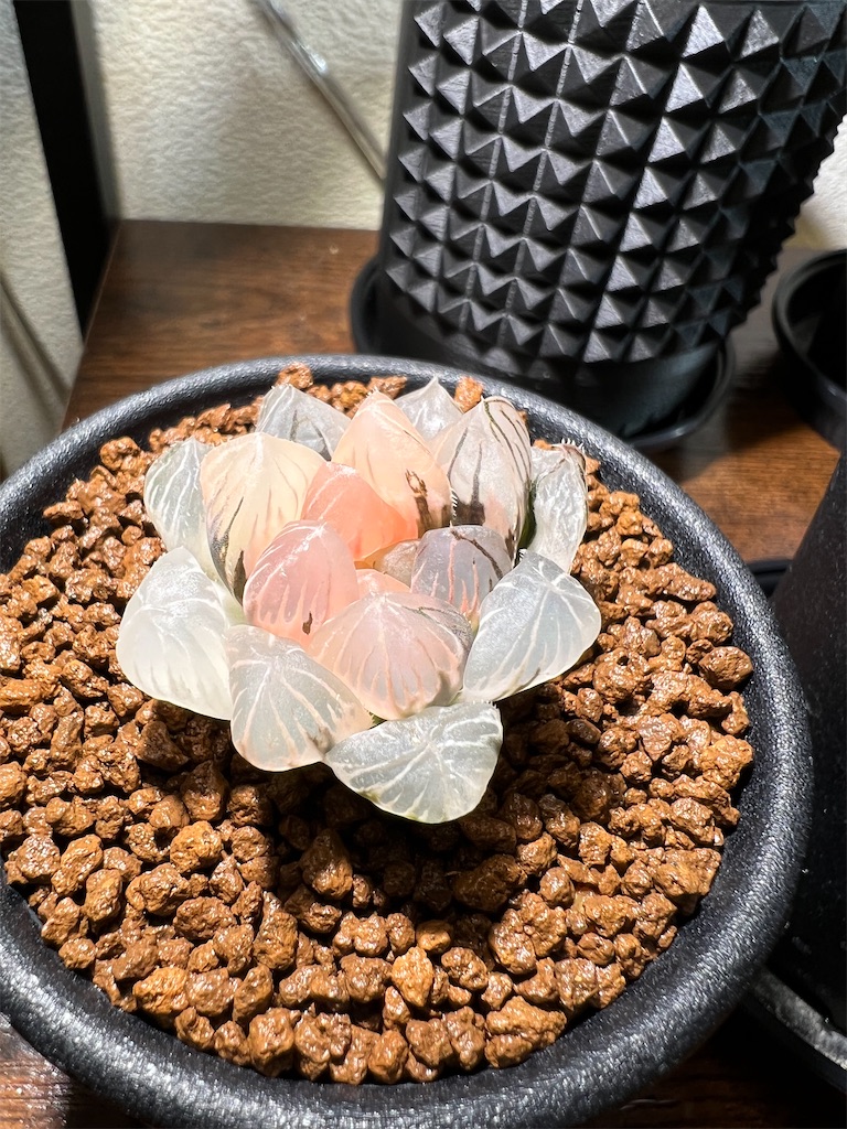 購入品紹介】2022年11月に買った植物 - つばさブログ