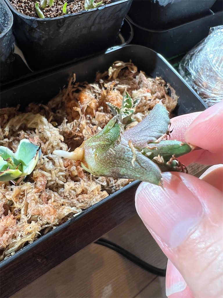 水苔発根管理】アガベ・チタノタ・レッドキャットウィーズルの子株#2