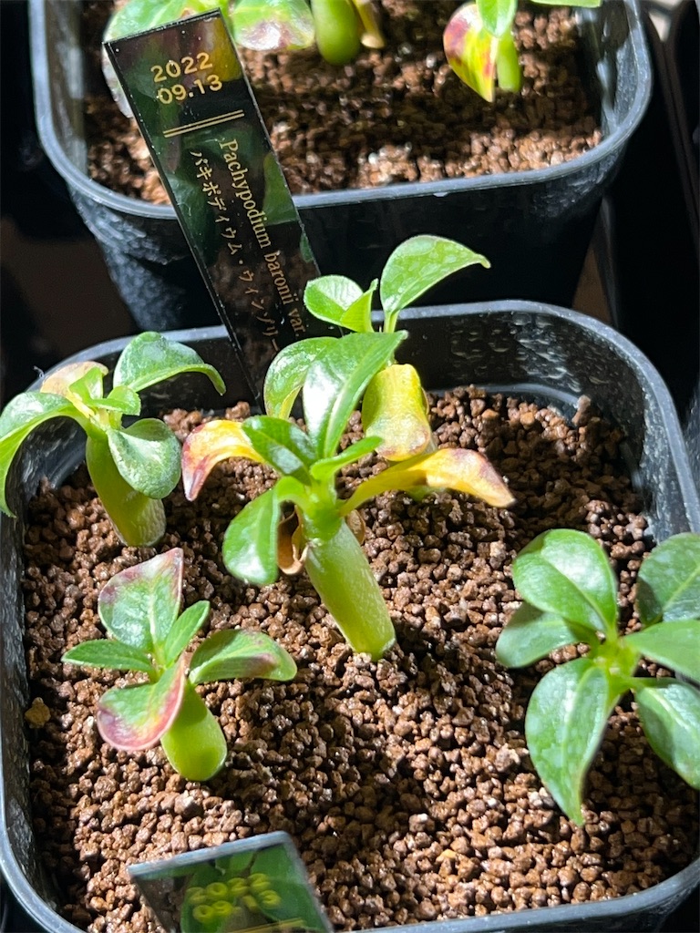 Pachypodium windsorii パキポディウム ウィンゾリー 種子 10粒