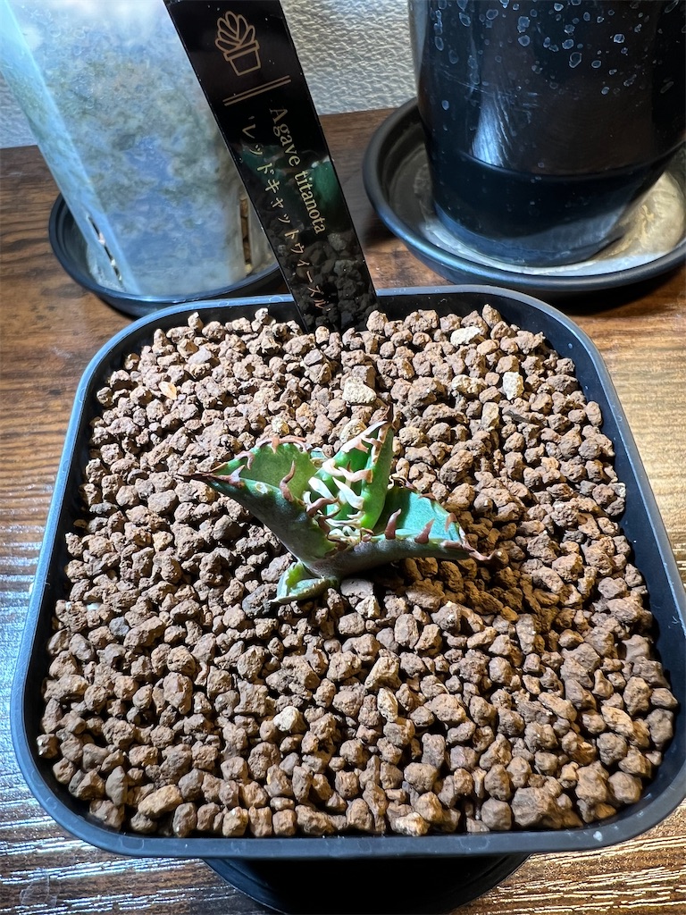 購入品紹介】2022年11月に買った植物 - つばさブログ