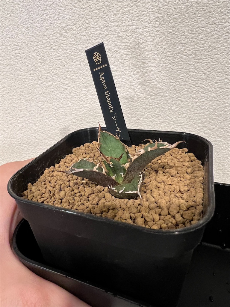 まとめ】アガベ・チタノタ・シーザーの成長記録【水苔発根管理