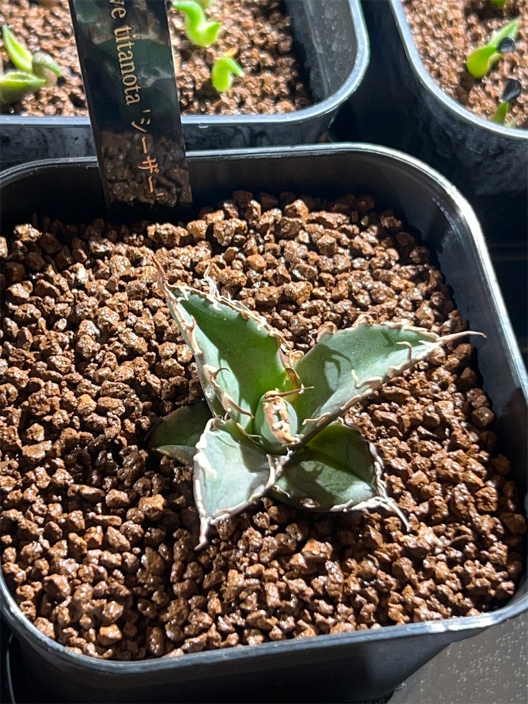 購入品紹介】2022年11月に買った植物 - つばさブログ