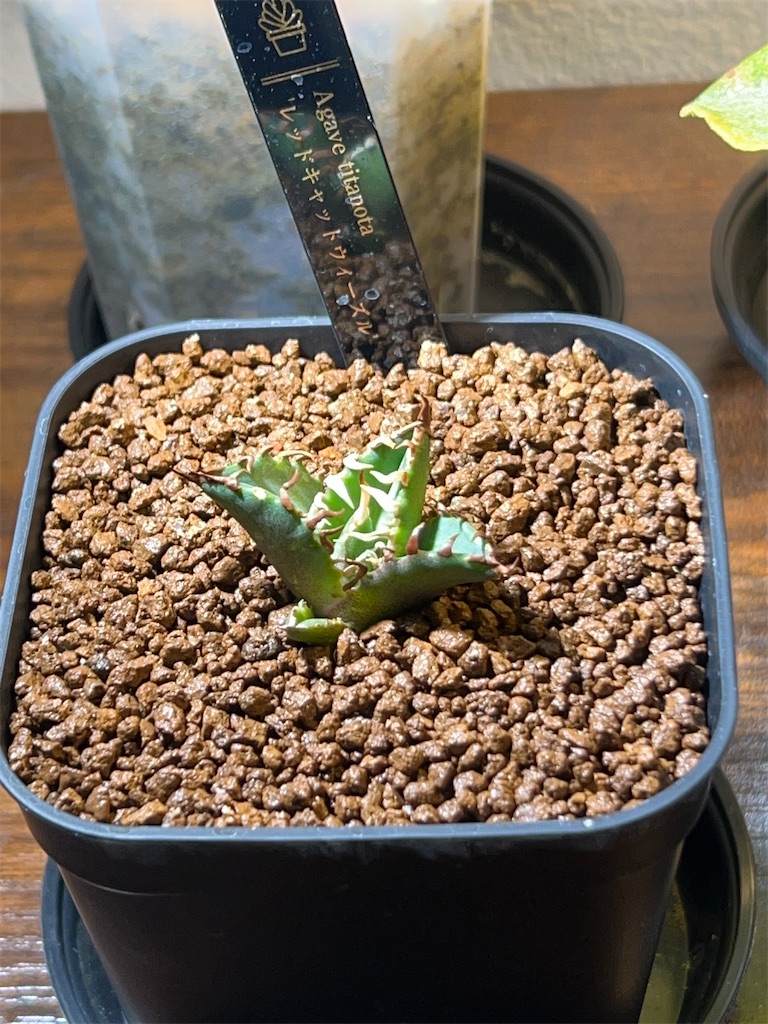 多肉植物アガベ チタノタ 黒火焔 小株 14株 発根済子株 23株