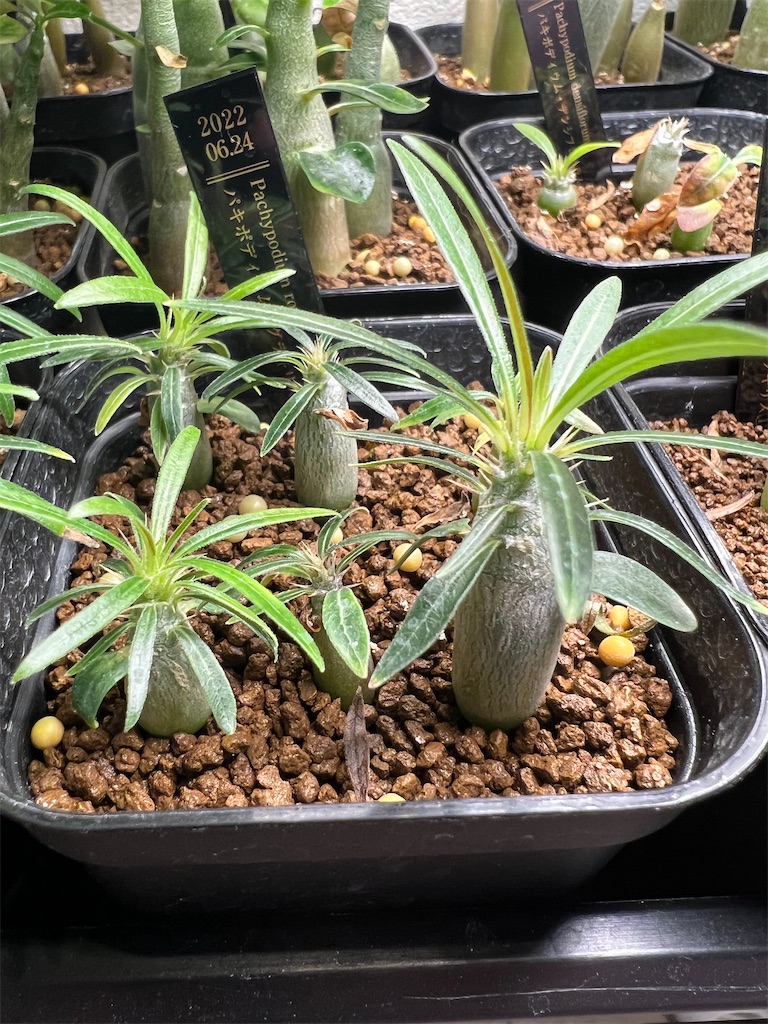 まとめ】パキポディウム・グラキリスの実生記録・育て方【2022年6月