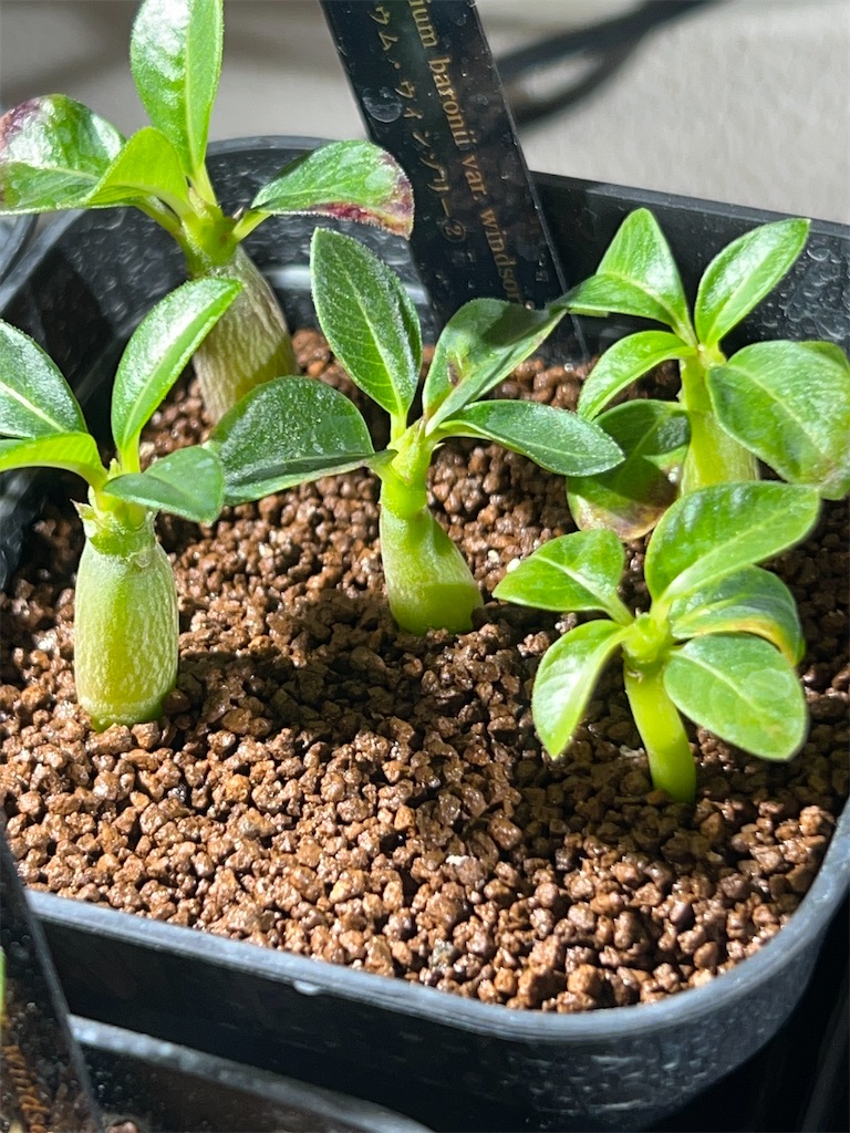 パキポディウム ウィンゾリー 実生セット販売 パキポディウム ウィンゾリー 実生 速達発送│hiai.co.jp