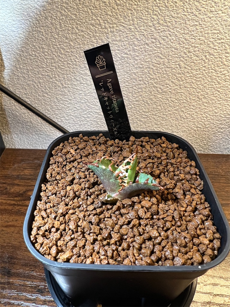 まとめ】アガベ・チタノタ・レッドキャットウィーズルの育成記録