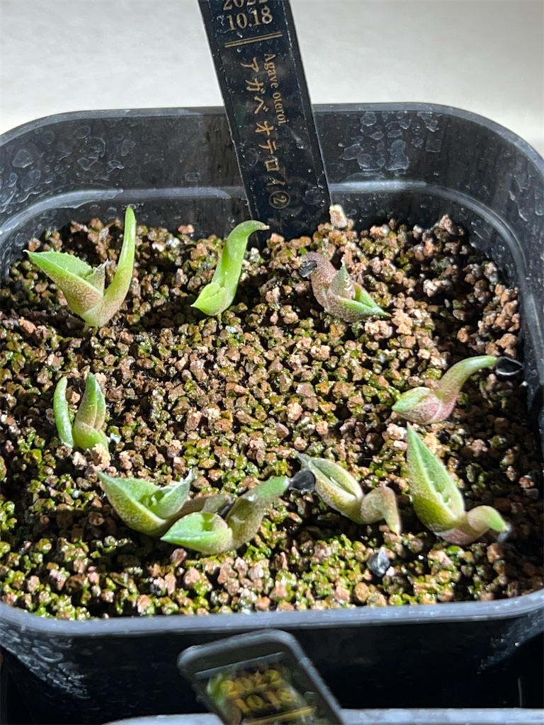 子株付】アガベ オテロイ 実生 【公式通販】