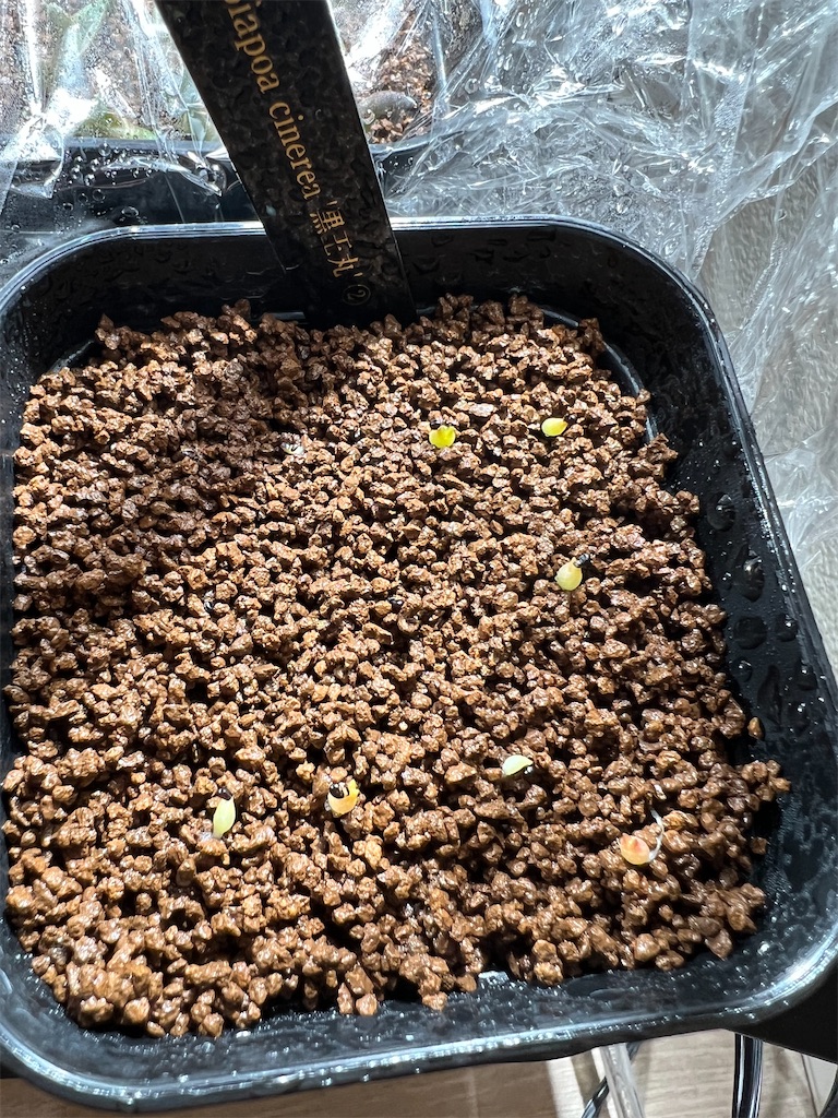 コピアポア　発芽未確認　KPCLナンバー種子　１０種１０粒ずつセット サボテン'黒王丸'を種から育ててみた【種まき：2022年12月〜実生1ヶ月