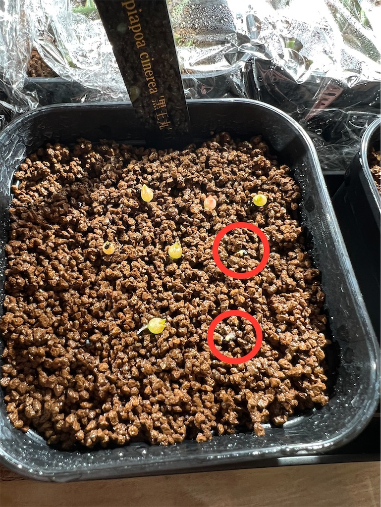 サボテン'黒王丸'を種から育ててみた【種まき：2022年12月〜実生1ヶ月