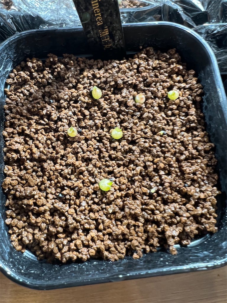 黒王丸　実生6個セット 抜き苗 黒王丸実生6個セット 抜き苗