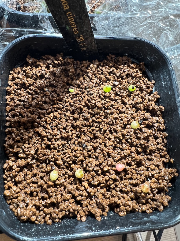 サボテン'黒王丸'を種から育ててみた【種まき：2022年12月〜実生1ヶ月