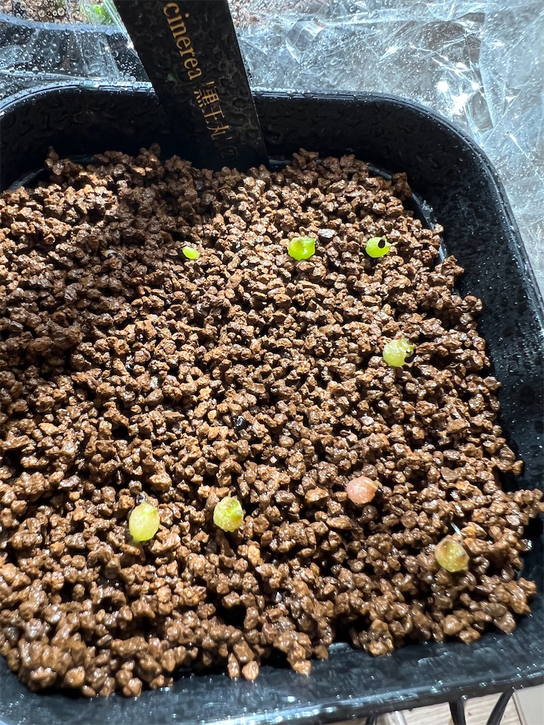 サボテン'黒王丸'を種から育ててみた【種まき：2022年12月〜実生1ヶ月