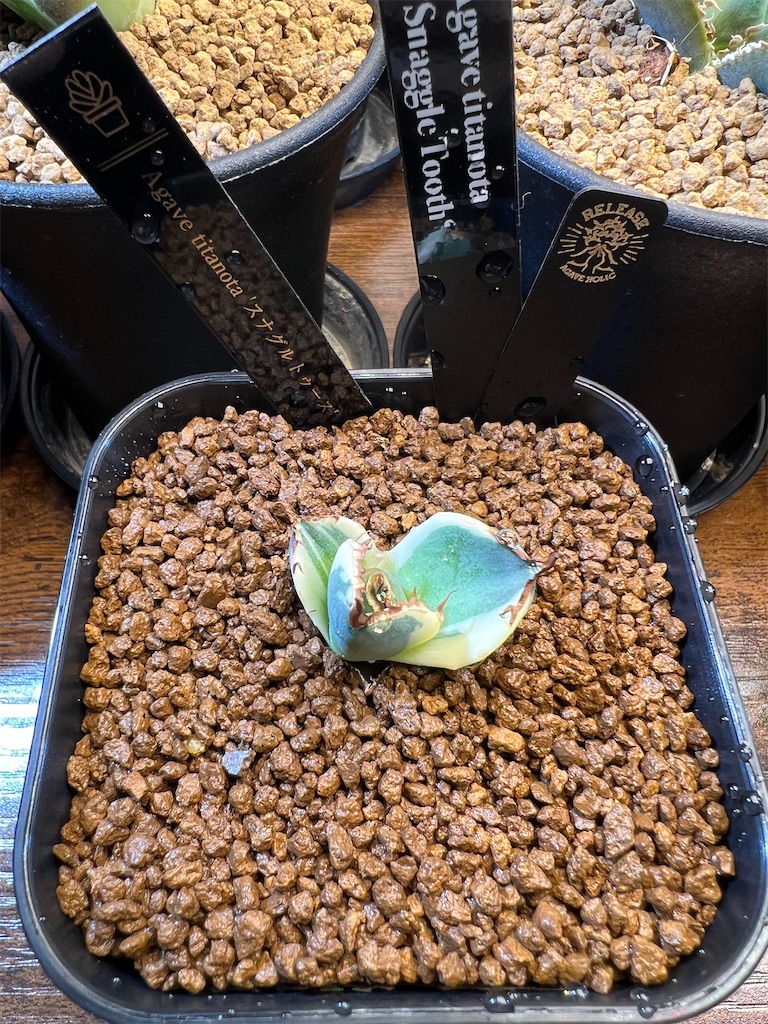 アガベ　チタノタ　スナグルトゥース　発根済 アガベ チタノタ スナグルトゥース 発根済み A 【公式通販】