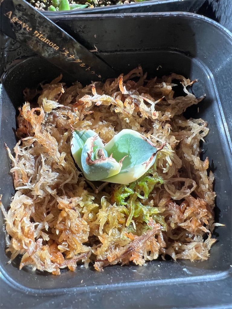 水苔発根管理成功】アガベ・チタノタ・スナグルトゥースの子株#4