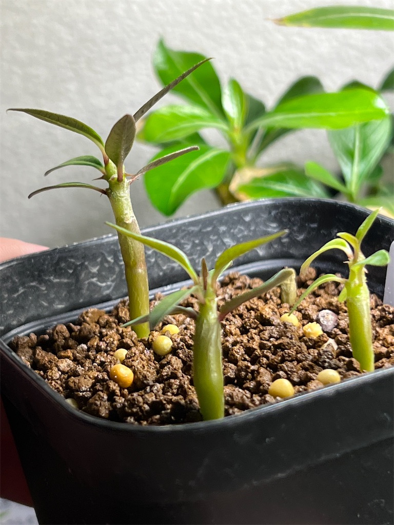 f:id:WinwinHigK:20230104075736j:image f:id:WinwinHigK:20230104075736j:image