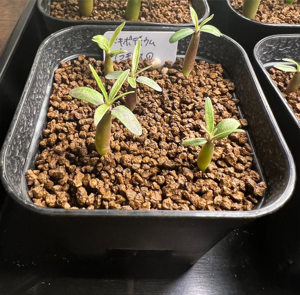 まとめ】パキポディウム・グラキリスの実生記録・育て方【2022年6月