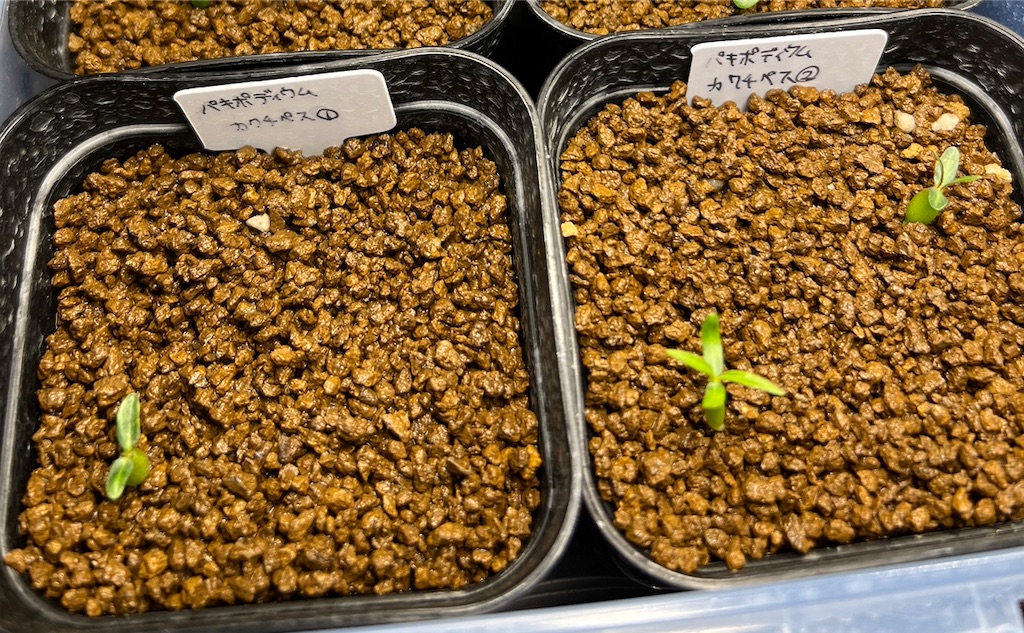 f:id:WinwinHigK:20230104083522j:image f:id:WinwinHigK:20230104083522j:image