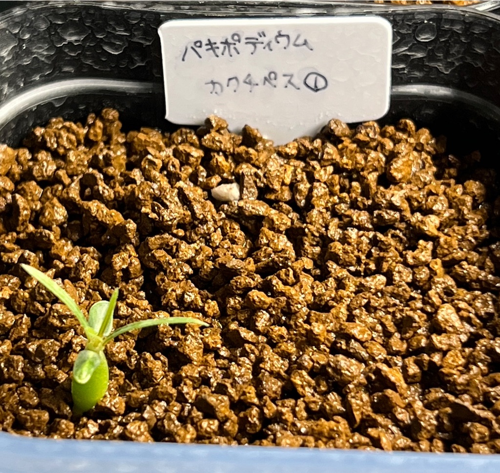 f:id:WinwinHigK:20230104084529j:image f:id:WinwinHigK:20230104084529j:image