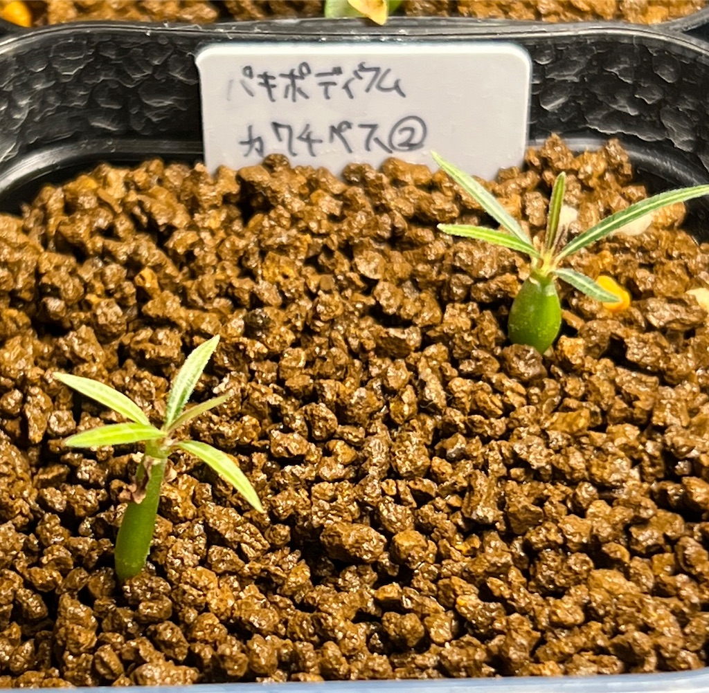 f:id:WinwinHigK:20230104084531j:image f:id:WinwinHigK:20230104084531j:image