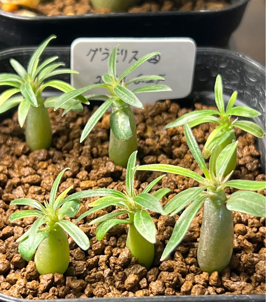 まとめ】パキポディウム・グラキリスの実生記録・育て方【2022年6月