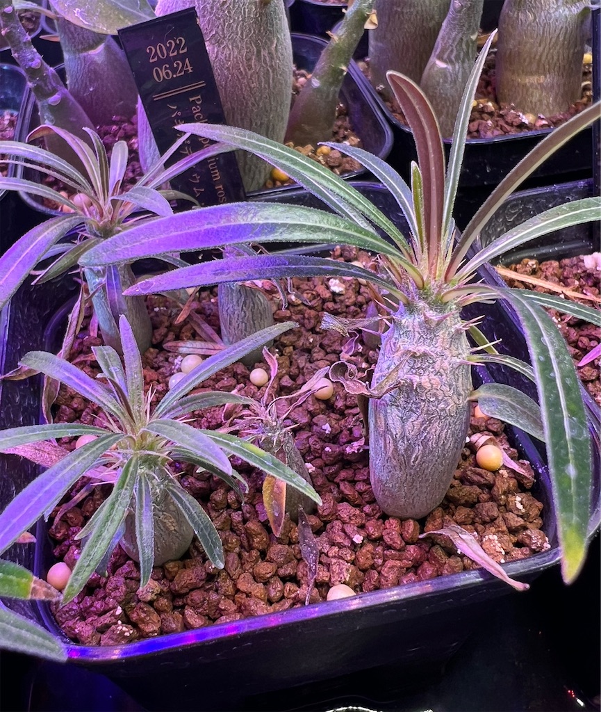 まとめ】パキポディウム・グラキリスの実生記録・育て方【2022年6月