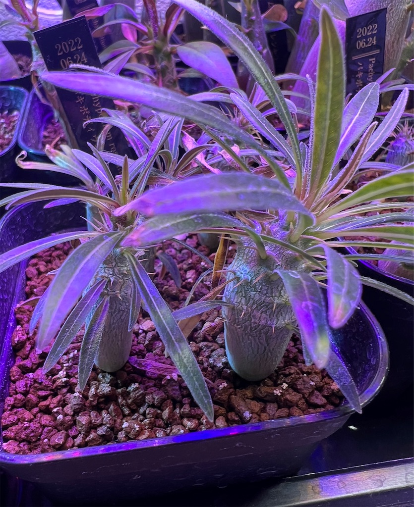 まとめ】パキポディウム・グラキリスの実生記録・育て方【2022年6月