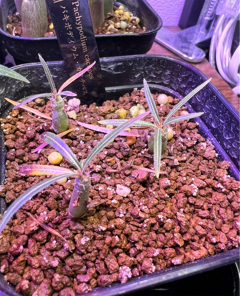 f:id:WinwinHigK:20230104090602j:image f:id:WinwinHigK:20230104090602j:image