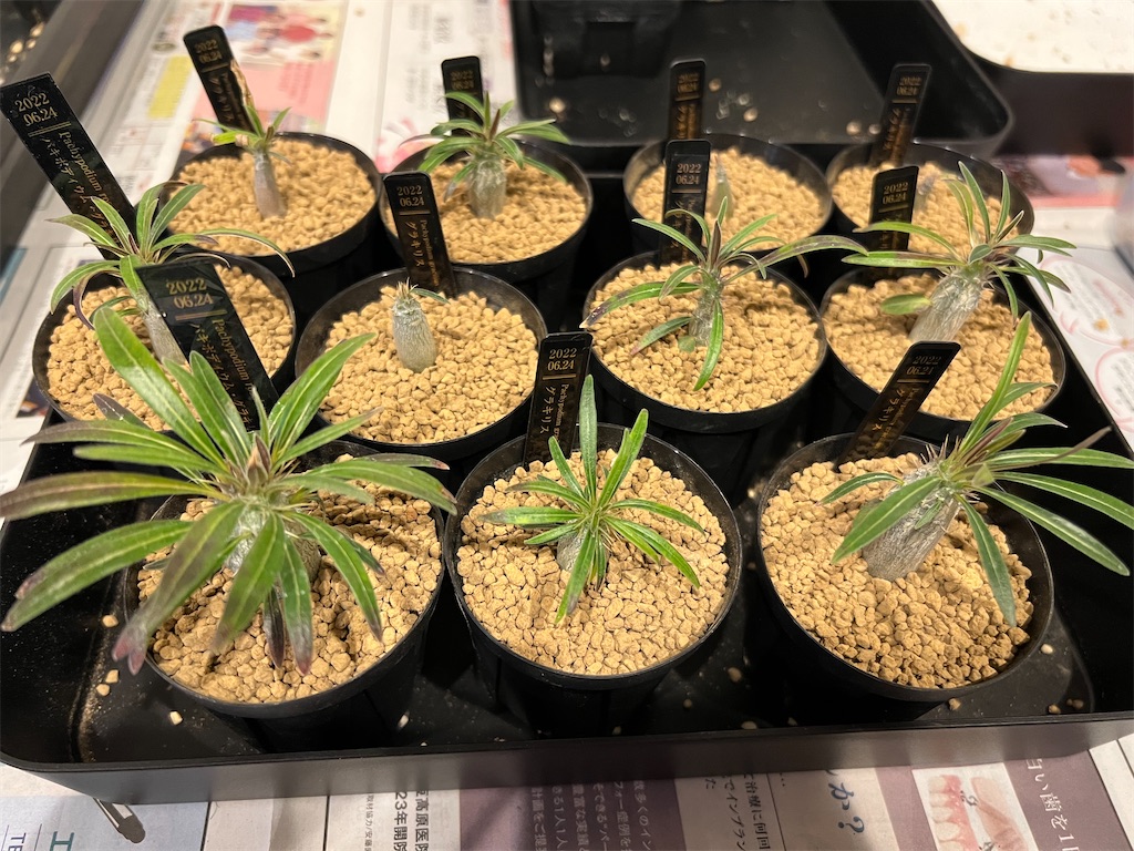 まとめ】パキポディウム・グラキリスの実生記録・育て方【2022年6月