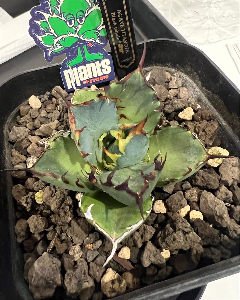 購入品紹介】2023年1月に買った植物【破産】 - つばさブログ