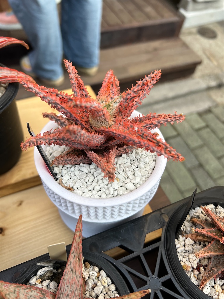 アガベ チタノタ CR-01 Plants by the core 【公式通販】