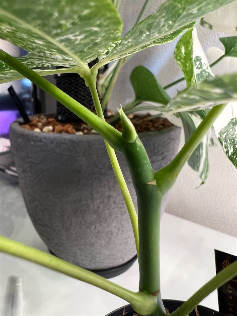 実生】パキラ・ミルキーウェイの新芽の成長を見守ってみました