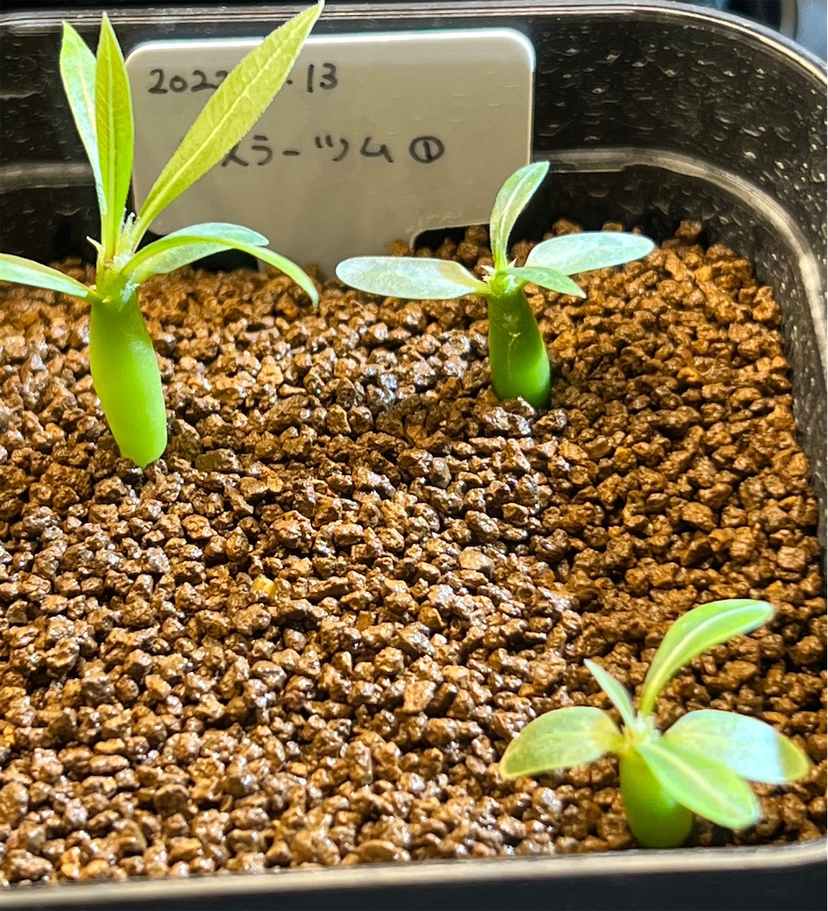 まとめ】パキポディウム・ロスラーツムの実生記録・育て方【2022年8月