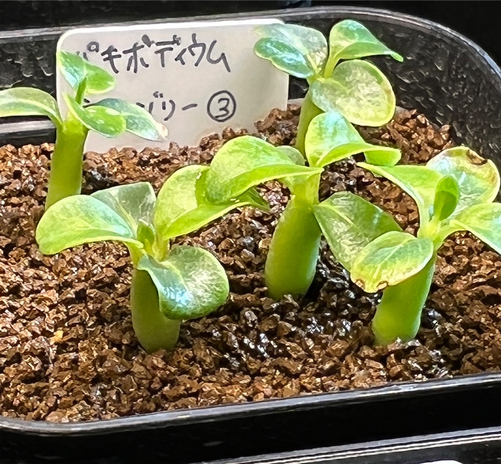 まとめ】パキポディウム・ウィンゾリーの実生記録・育て方【2022年7月