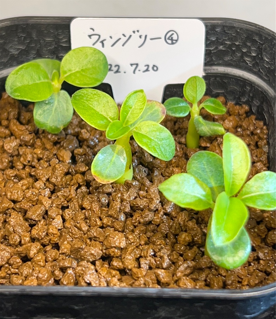 まとめ】パキポディウム・ウィンゾリーの実生記録・育て方【2022年7月