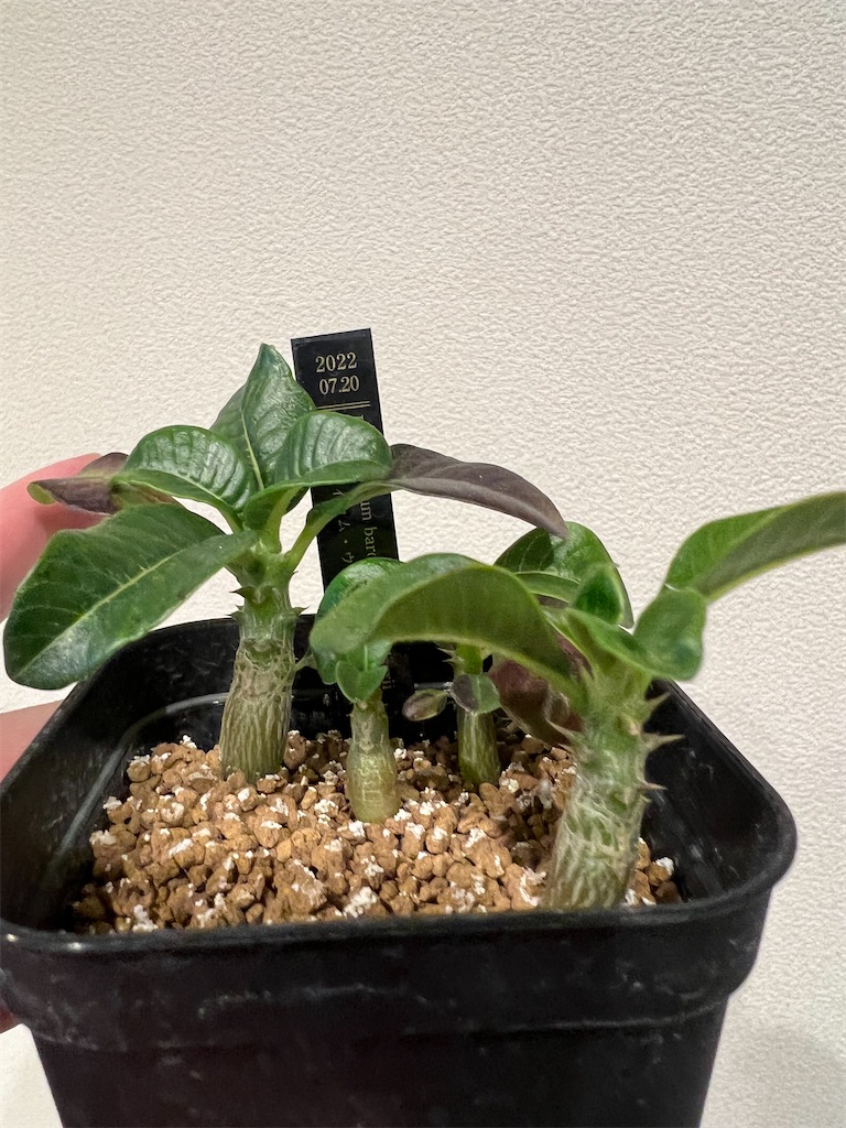 今年最後の5粒！パキポディウム ウィンゾリー 種子 7月26日採取 実生