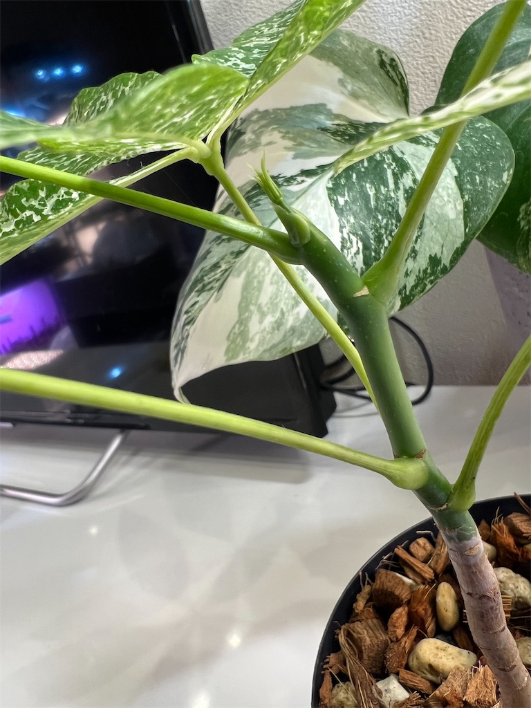 実生】パキラ・ミルキーウェイの新芽の成長を見守ってみました
