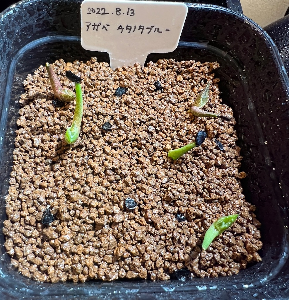 f:id:WinwinHigK:20230208103741j:image f:id:WinwinHigK:20230208103741j:image