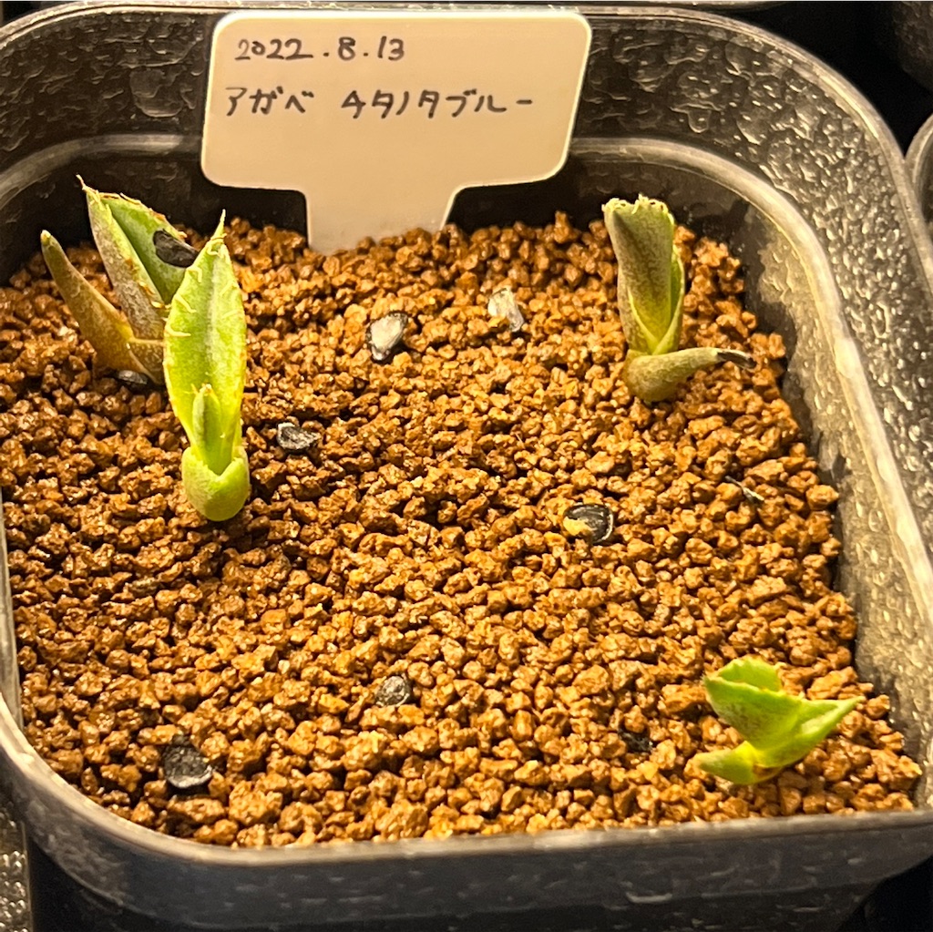 f:id:WinwinHigK:20230208103757j:image f:id:WinwinHigK:20230208103757j:image